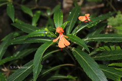 Impatiens verticillata
